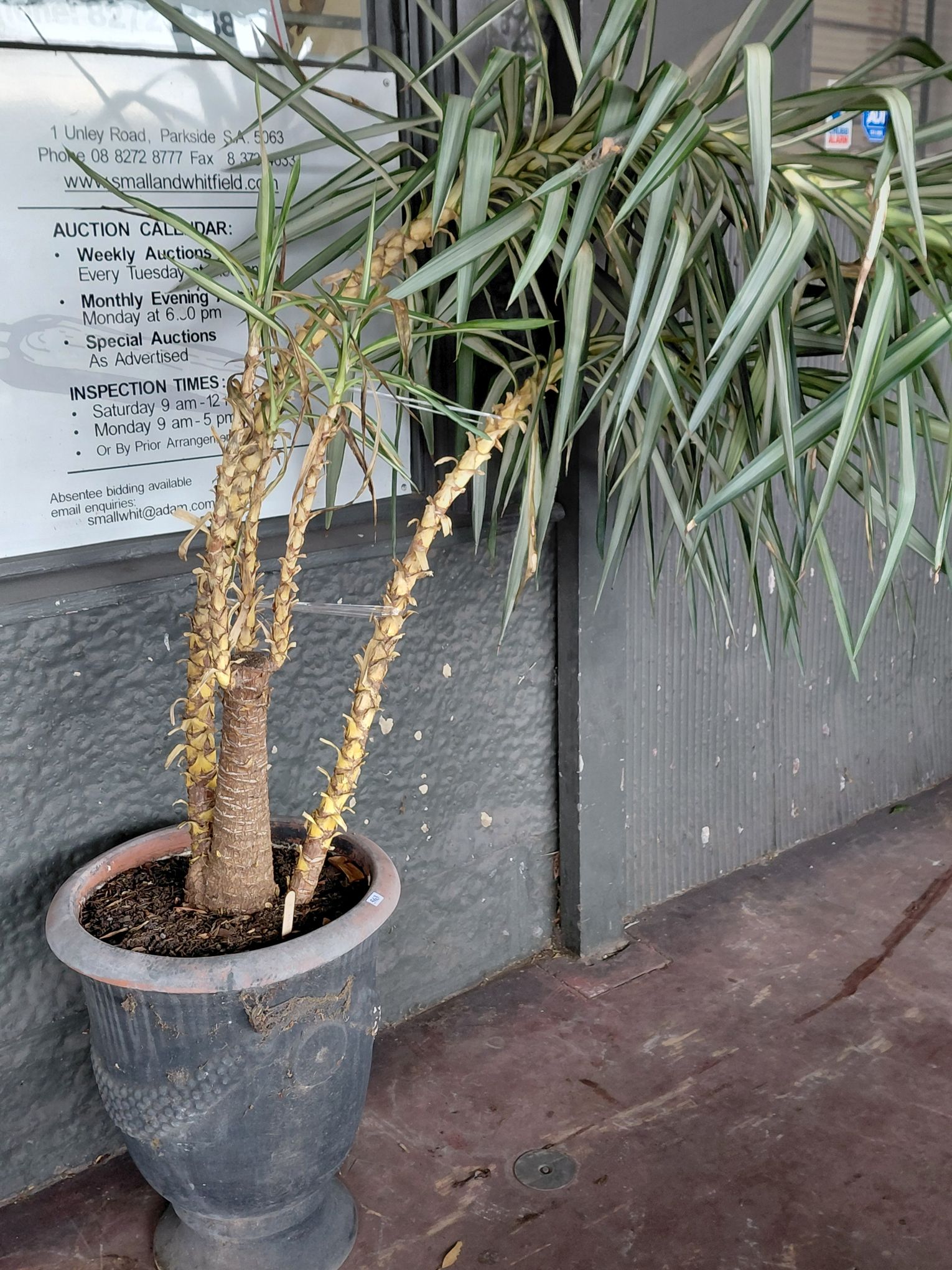 GARDEN ITEMS