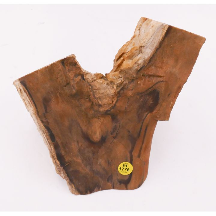Fossilized Wood Fragment- 8''