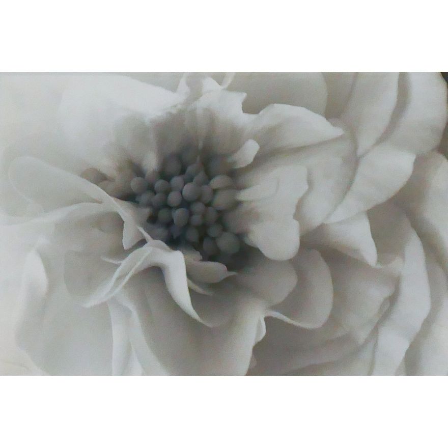 S.H. Jobs ''Untitled'' (Flower) 1988 Silver Gelatin Photograph Framed 24''x20''