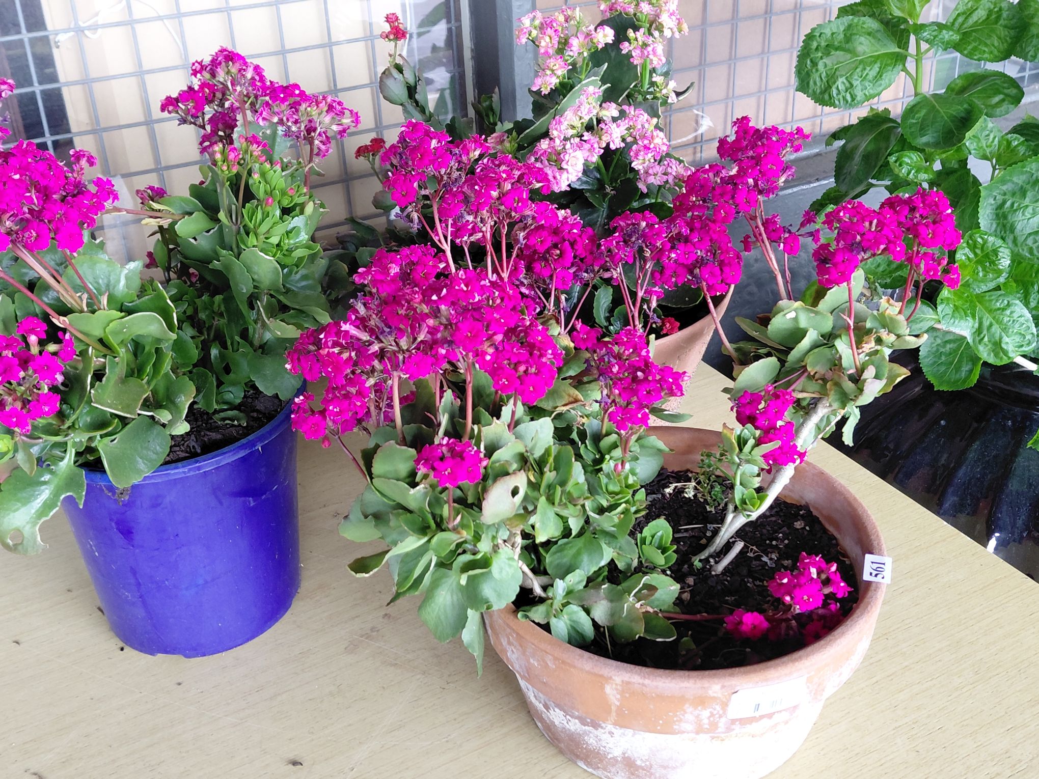 FLOWERING KALANCHOE