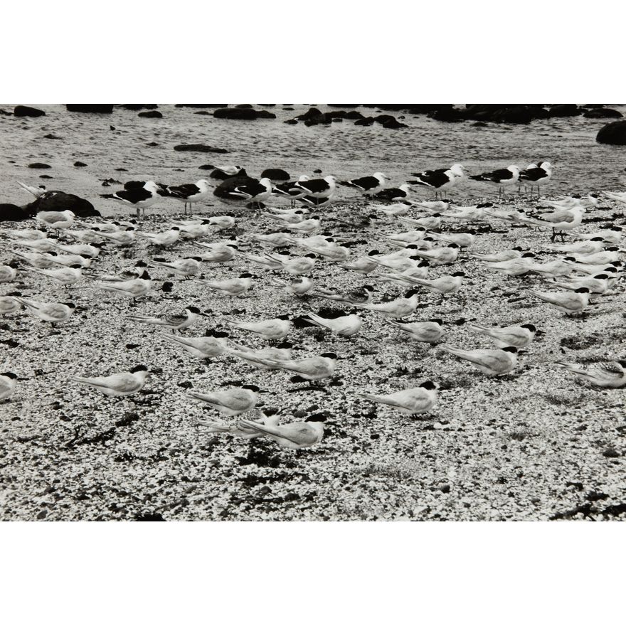 Peter Peryer 'Birds, Chatham Islands'