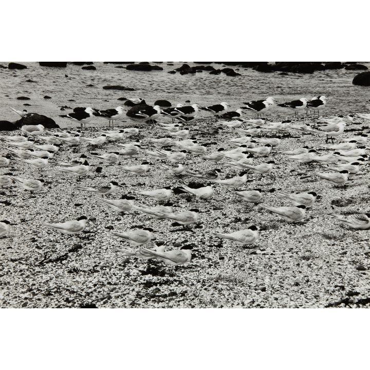 Peter Peryer 'Birds, Chatham Islands'