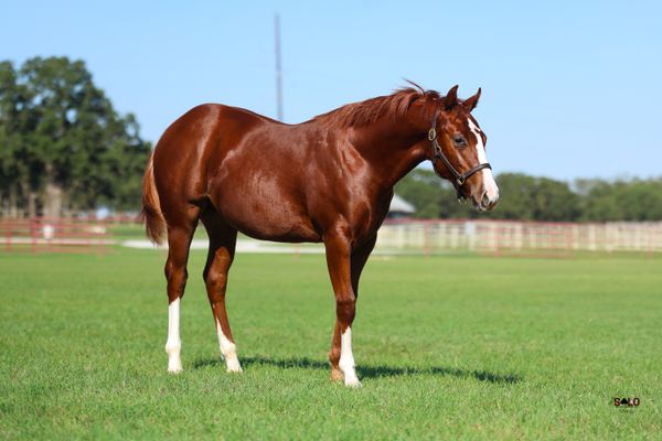 2026 sorrel filly, Apache Blue Boy x Gals Little Star, Lot 102 in the Solo Select October Sale