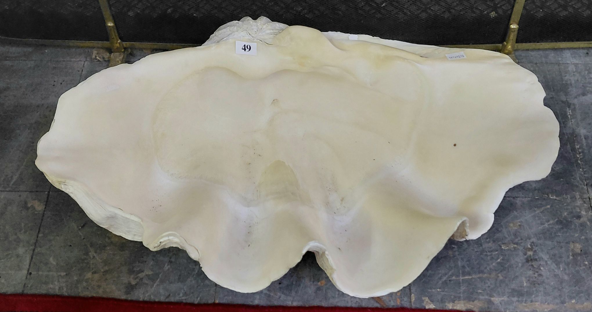 49 · HUGE 1/2 CLAM SHELL
