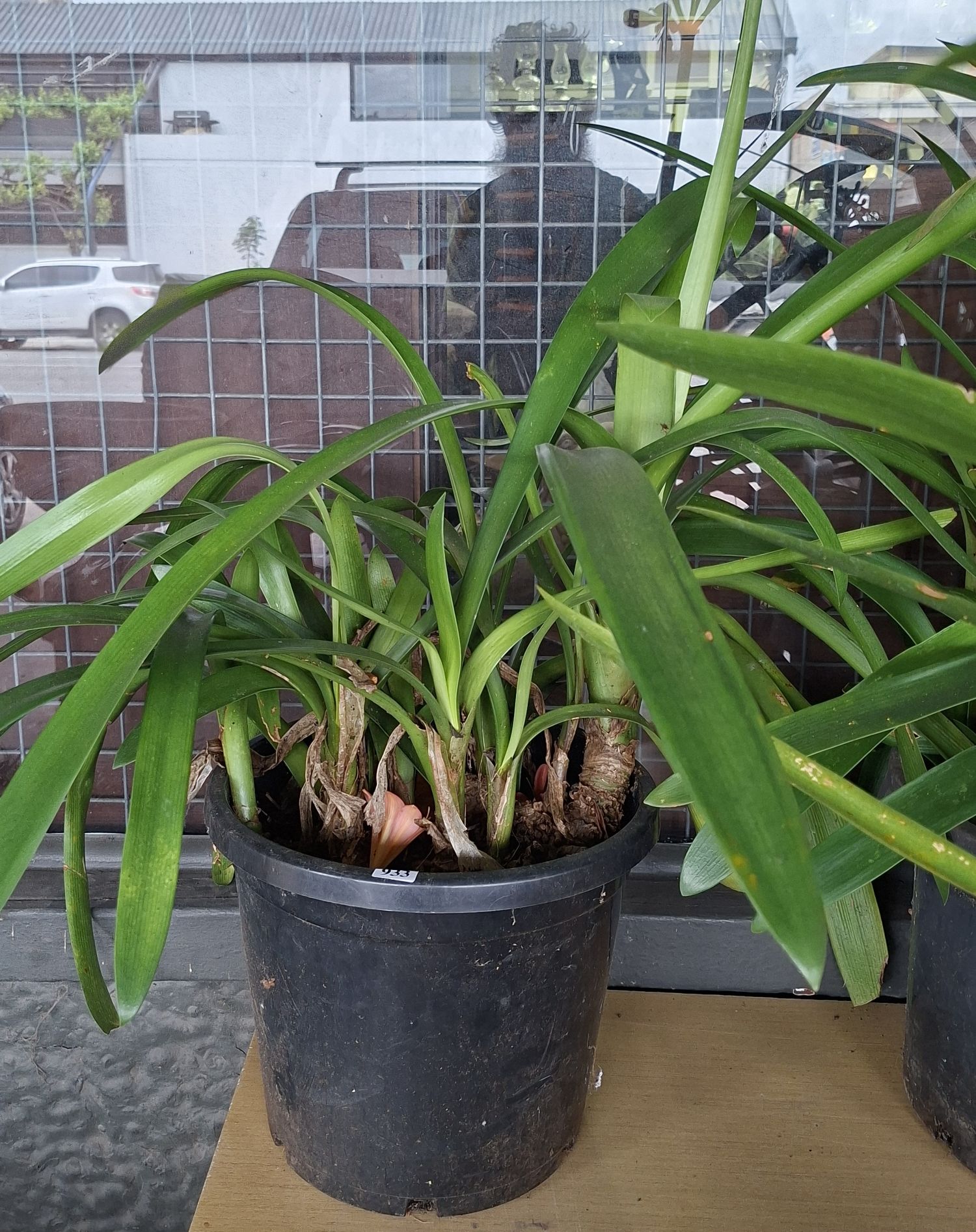 Flowering Clivia