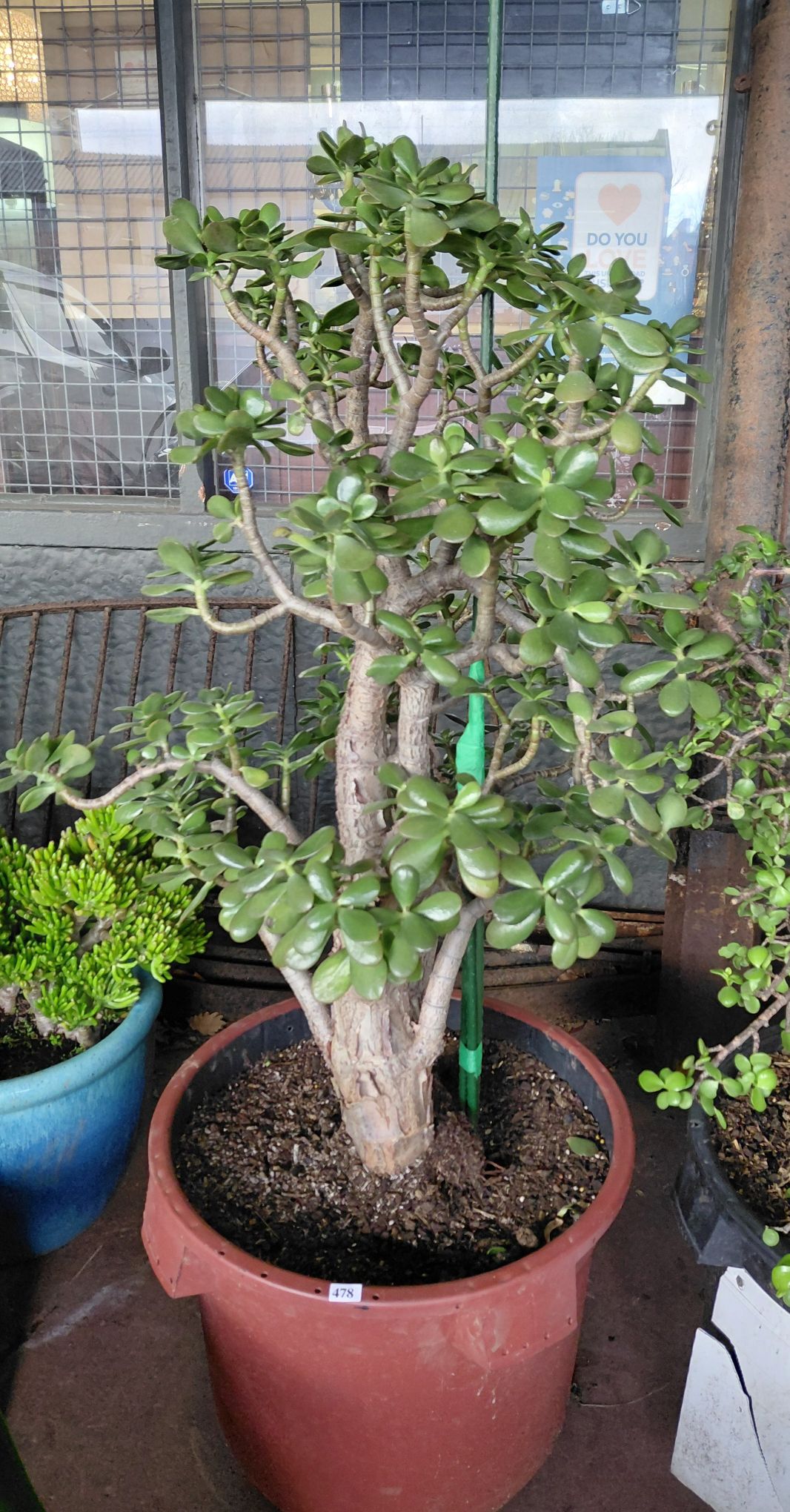 478 · JADE SUCCULENT