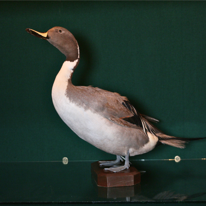 Pato Pin Tail