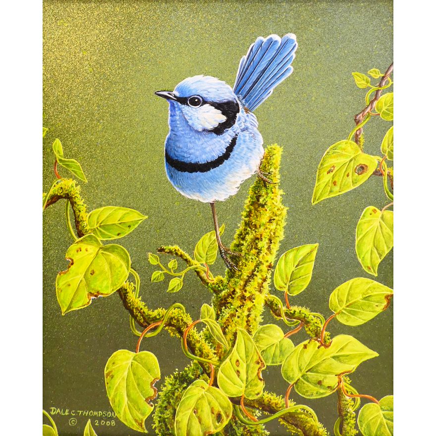 Dale Thompson ''Splendid Fairy Wren'' Gouache Painting Framed 12''x10''
