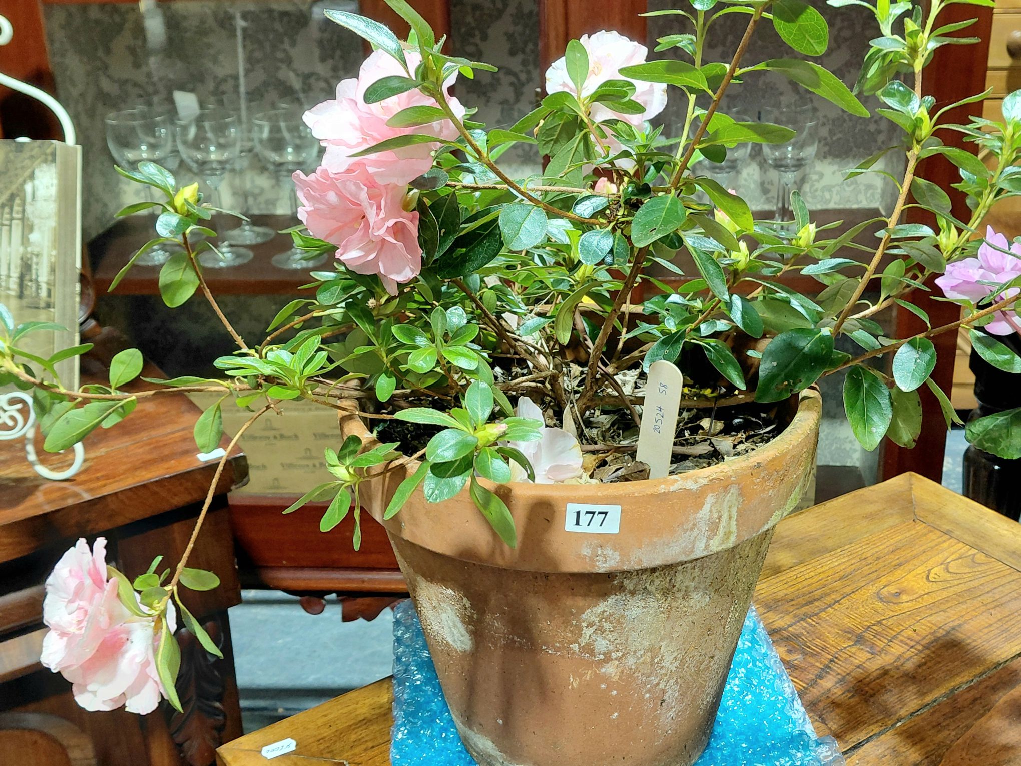 177 · PINK FLOWERING AZALEA