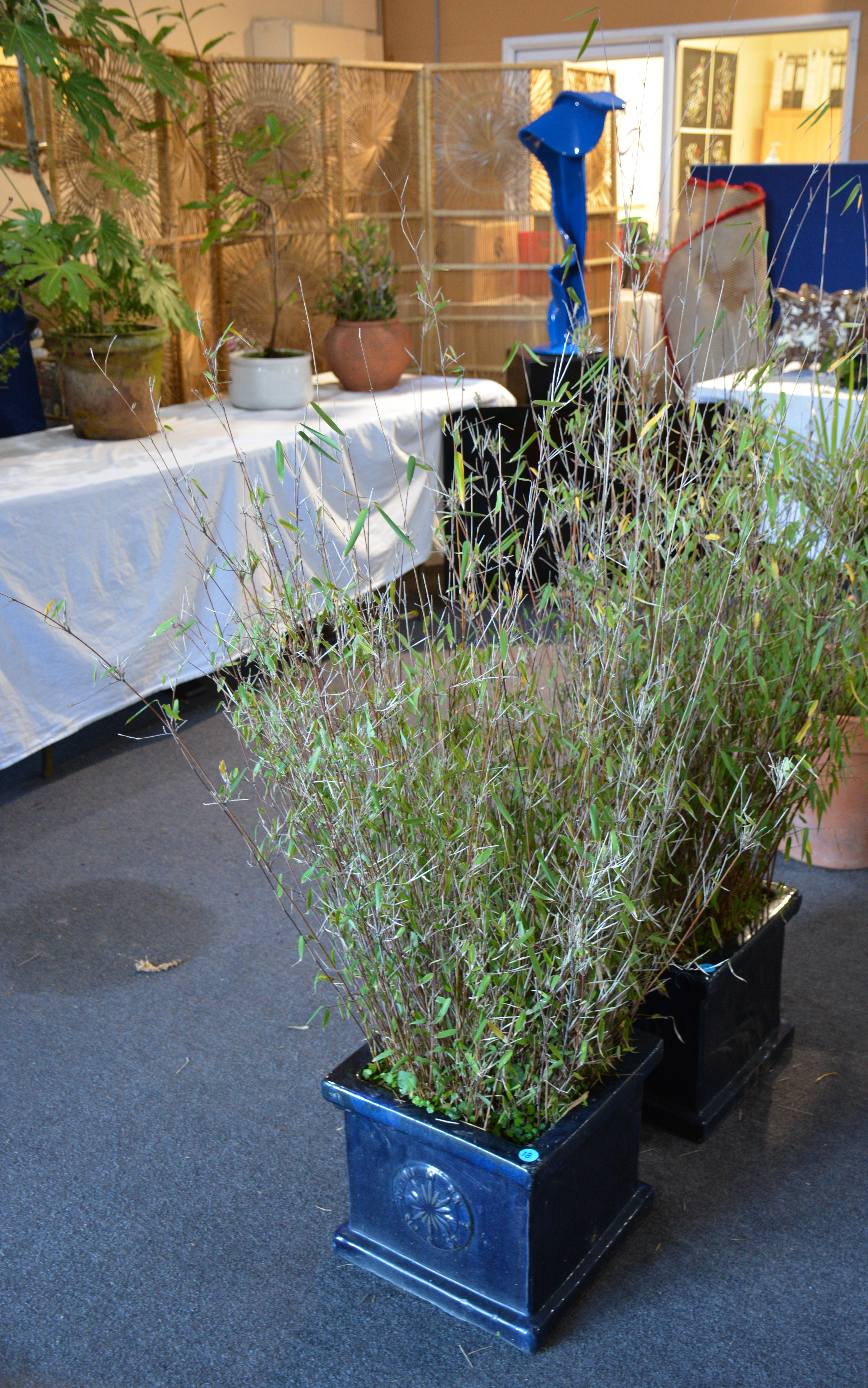 Bamboo Tree in Blue Ceramic Pot — sold at auction in New Zealand for $25