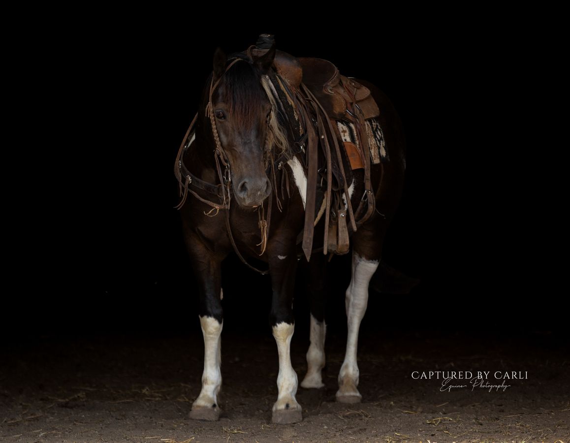 TURTLE | Horse Bid, LLC