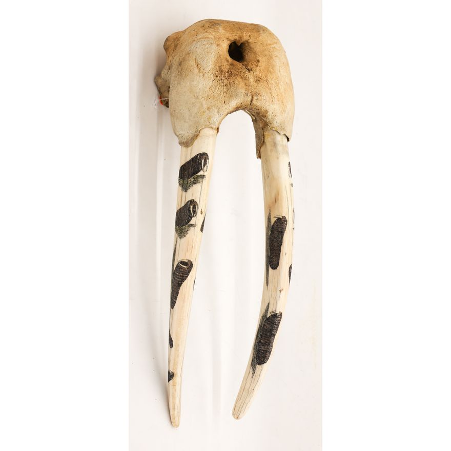 Old Alaskan Scrimshawed Walrus Skull
