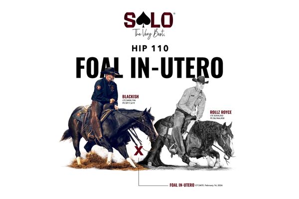 2027 embryo, Rollz Royce x Blackish, Lot 110 in the Solo Select October Sale