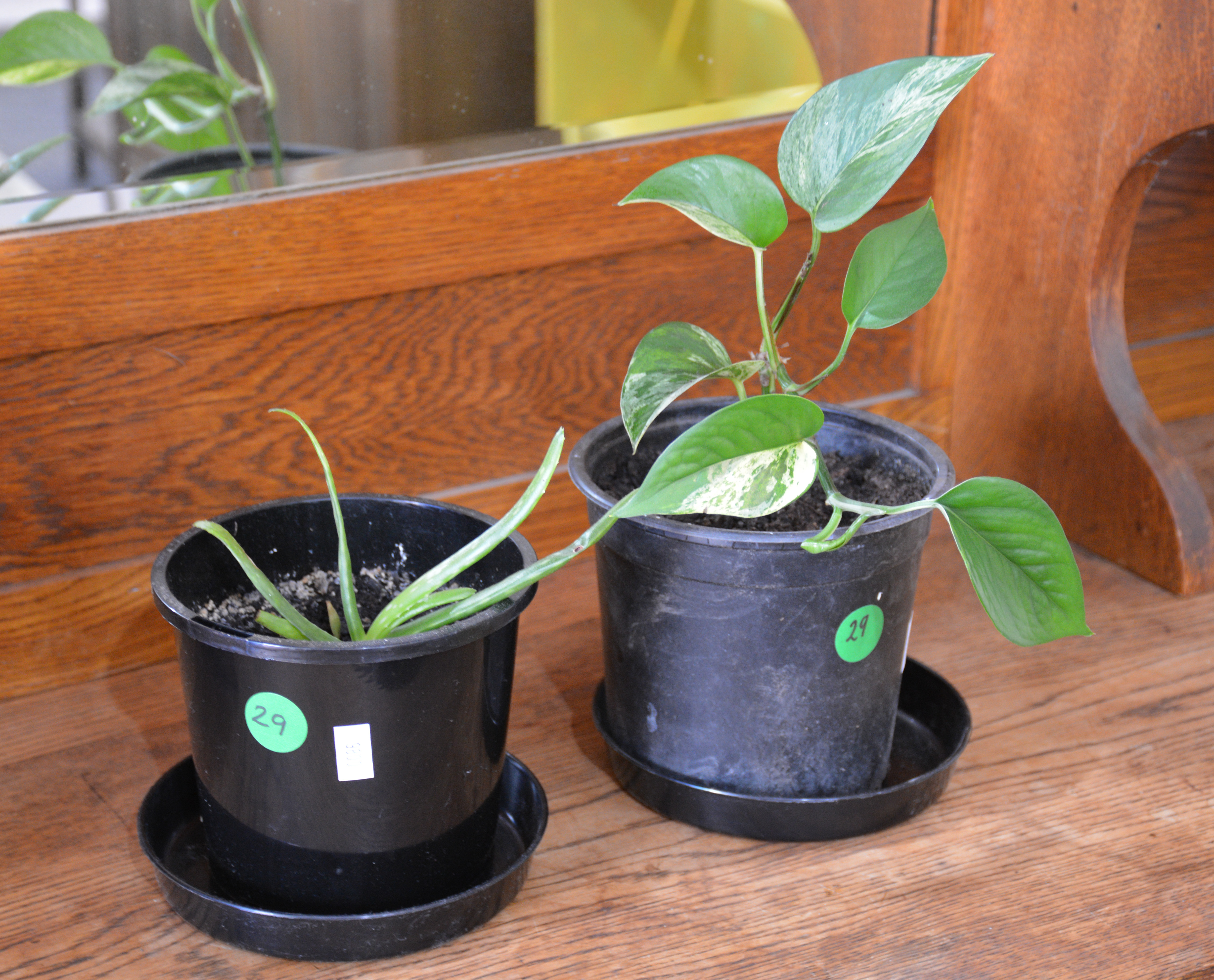 Houseplants in Pots x 2 — sold at auction in New Zealand for $10