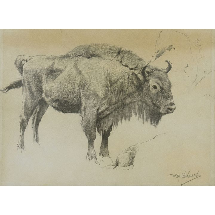 Wilhelm Kuhnert (1865-1926), Bison