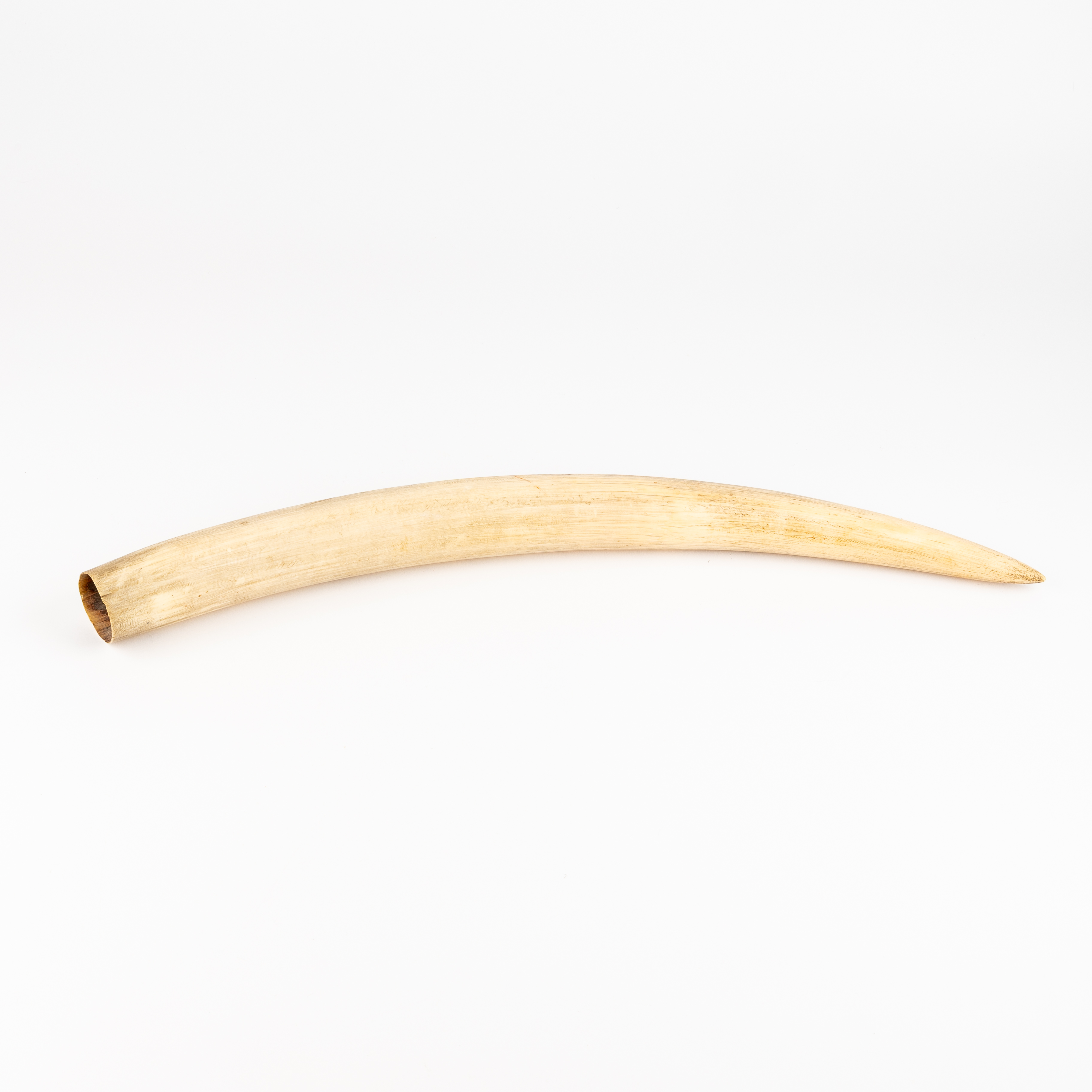 Elephant Tusk, C.1900s, VF
