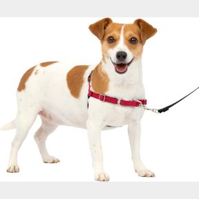 SMALL PETSAFE EASY WALK NO-PULL DOG HARNESS - THE ULTIMATE HARNESS TO HELP STOP PULLING - TAKE CONTROL & TEACH BETTER LEASH MANNER