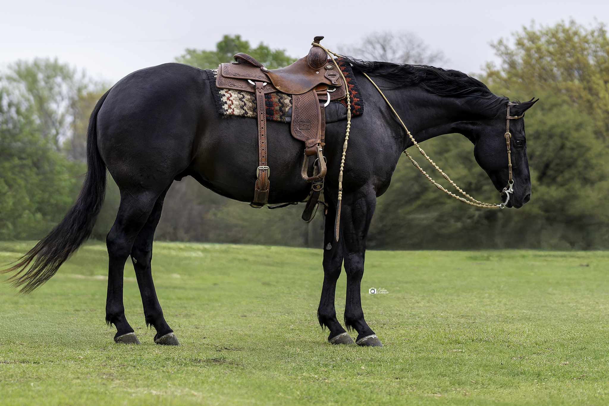 ⭐️JOAKER⭐️ | Horse Bid, LLC