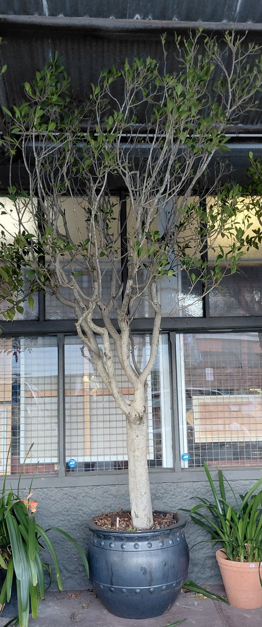 MATURE FICUS TREE