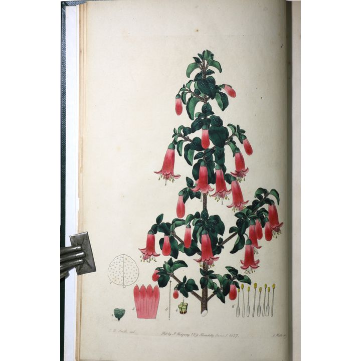 SWEET, ROBERT [association copy] - Flora Australasica