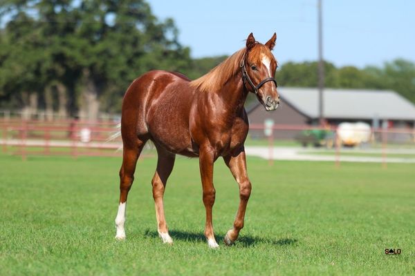 2026 sorrel filly, Shining Spark x Gals Little Star, Lot 101 in the Solo Select October Sale