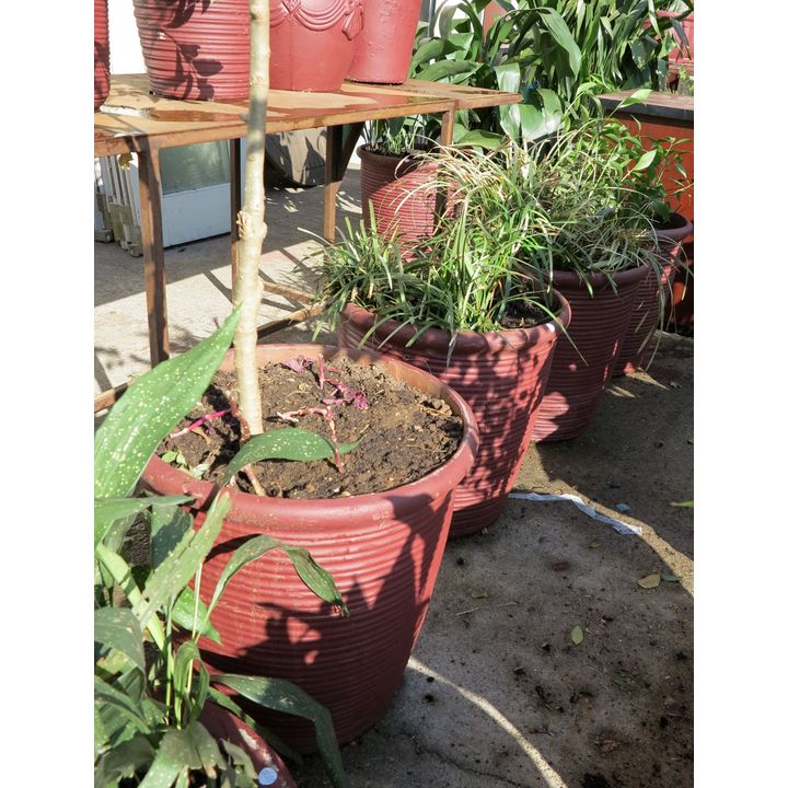 4 POT PLANTS,