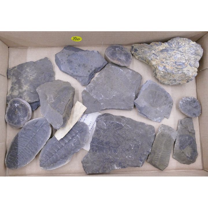 Box Leaf & Sealife Fossils
