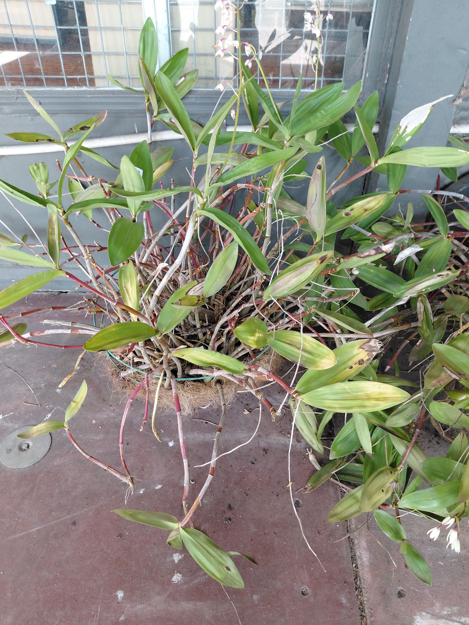 460 · ROCK ORCHID