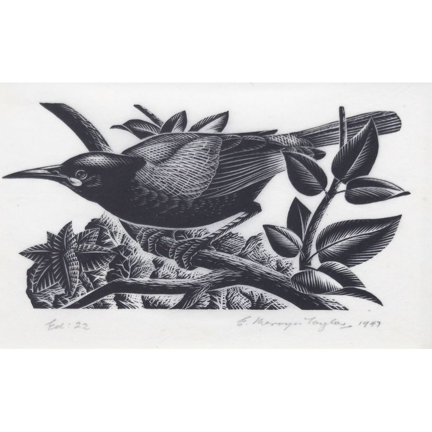 E. Mervyn Taylor 'Tieke (Saddleback)'