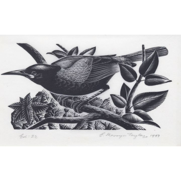 E. Mervyn Taylor 'Tieke (Saddleback)'