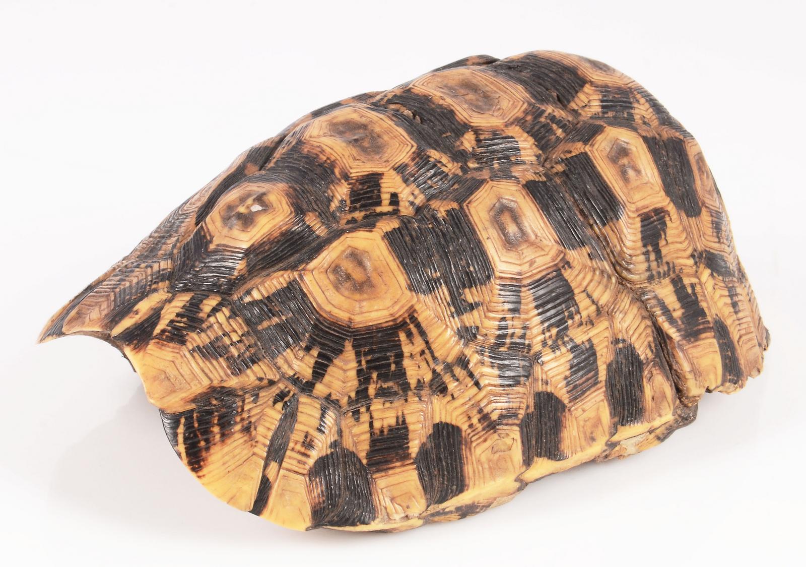 Tortoise shell, 7,5 x 17,5 x 12cm