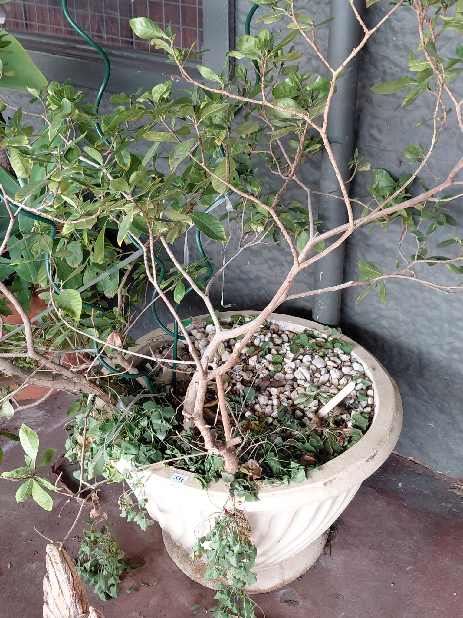 Gardania