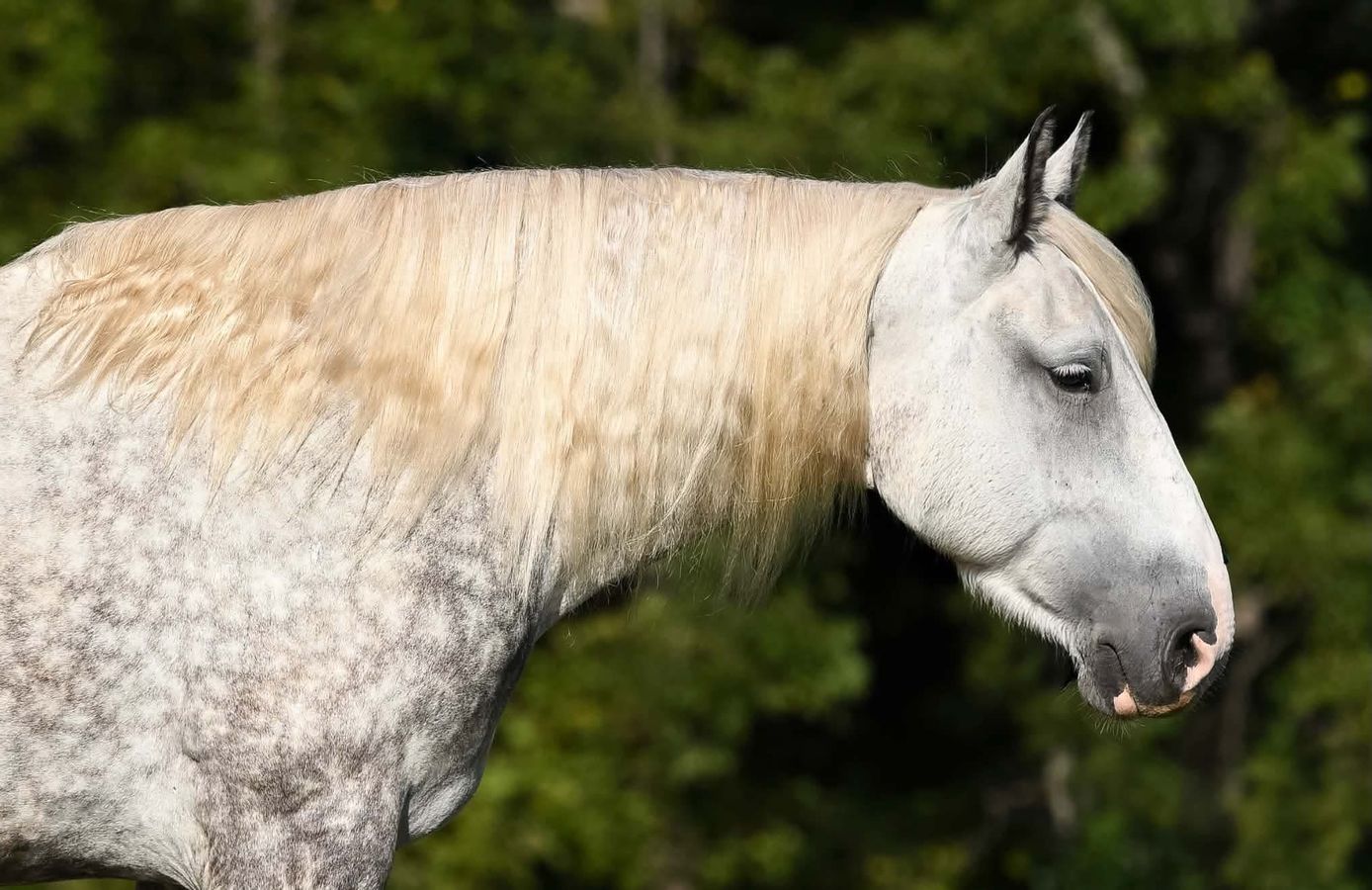 GOOSE | Horse Bid, LLC