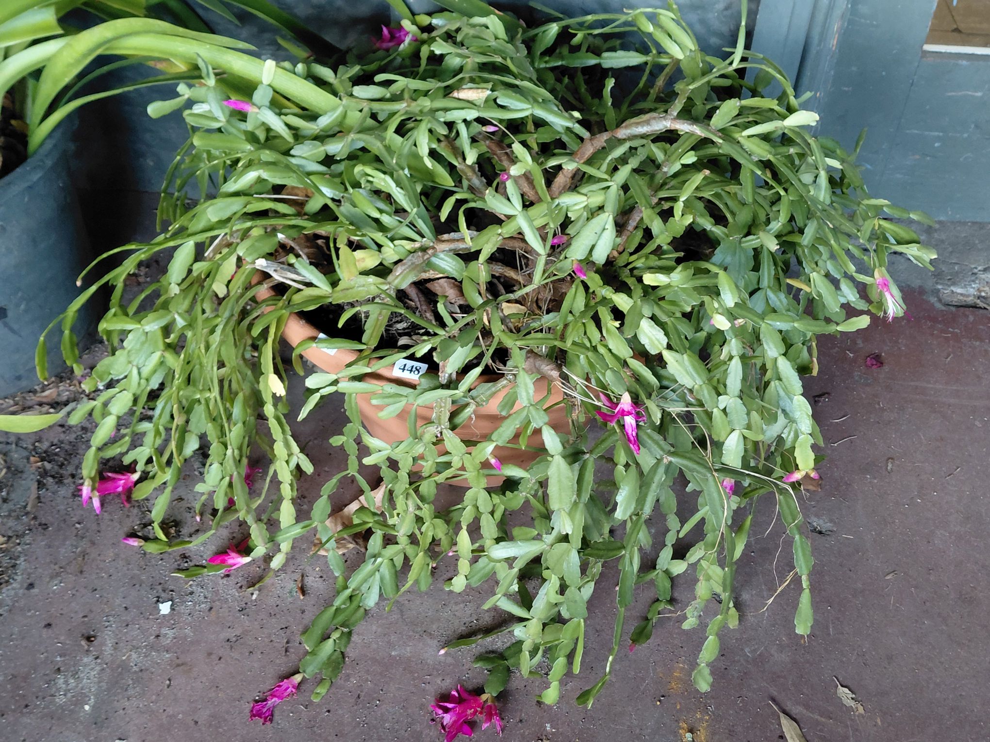 448 · HOLIDAY CACTUS