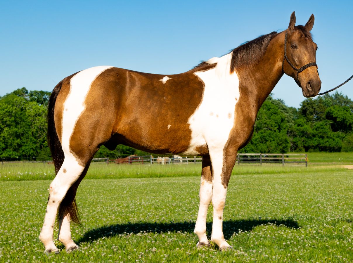 Big Jake Gold Buckle Horse Sale LLC