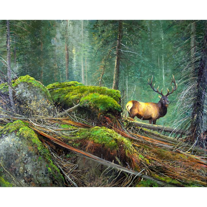 High Country Elk by Michael Coleman (1946- )