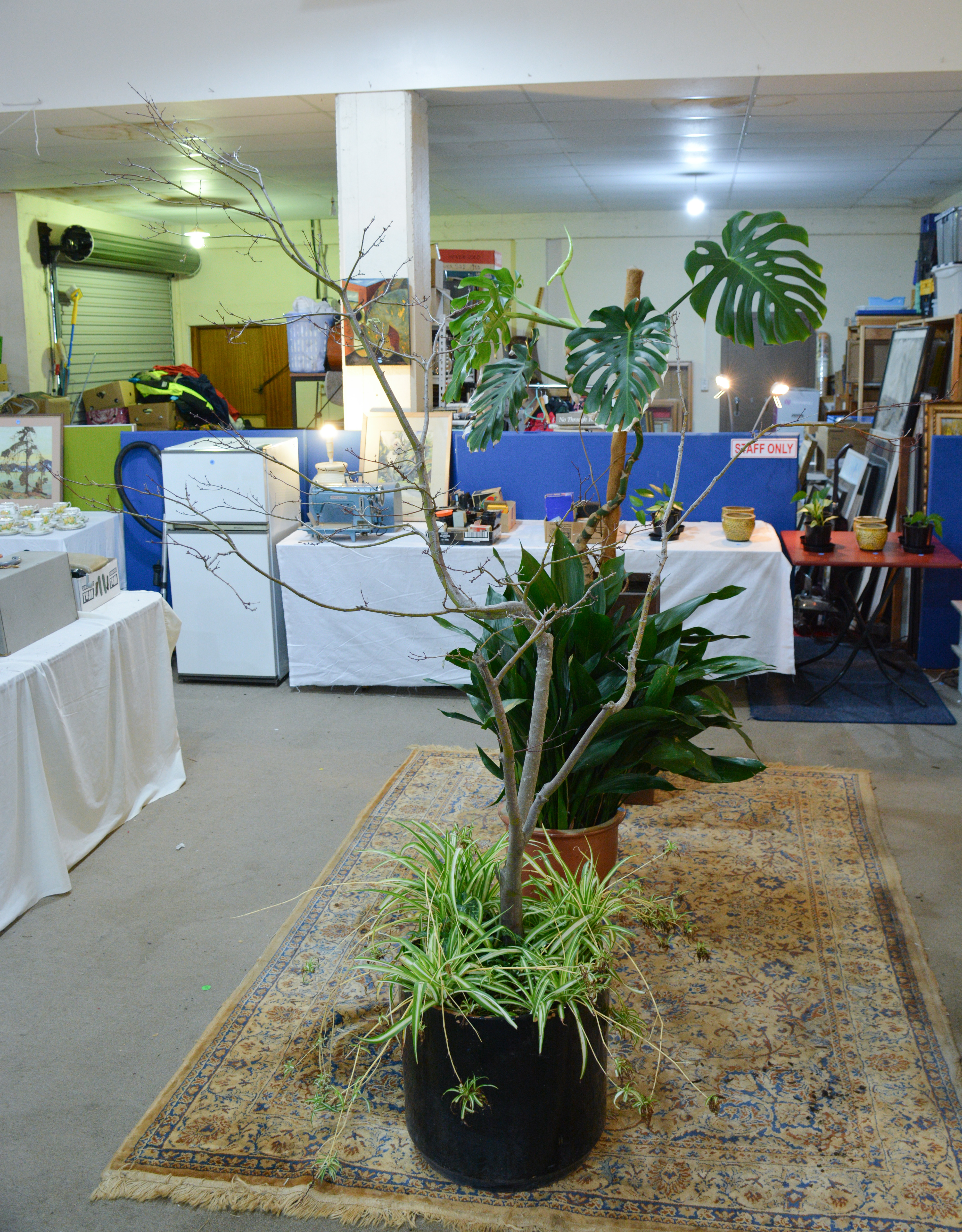 Large Cherry Red Japanese Maple Tree in Pot (AF) — sold at auction in New Zealand for $80
