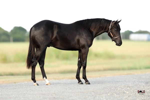 Nite Action, 2025 brown colt, Hesa Dual Bet x Chiquita Boonana, Lot 204 in the Solo Select October Sale