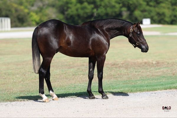 Longin For You, 2025 brown colt, NRR Cat King Cole x Lil Lena Long Legs, Lot 209 in the Solo Select October Sale