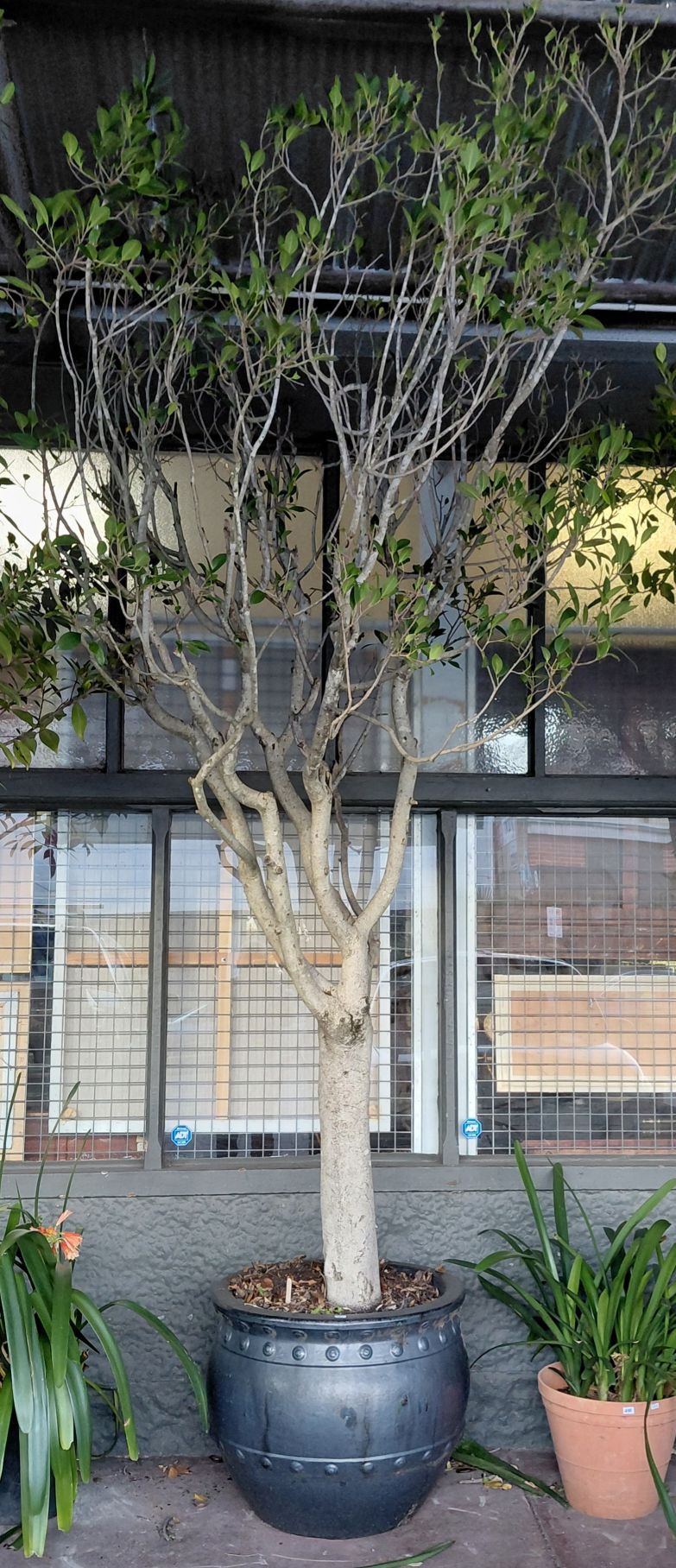 MATURE FICUS TREE
