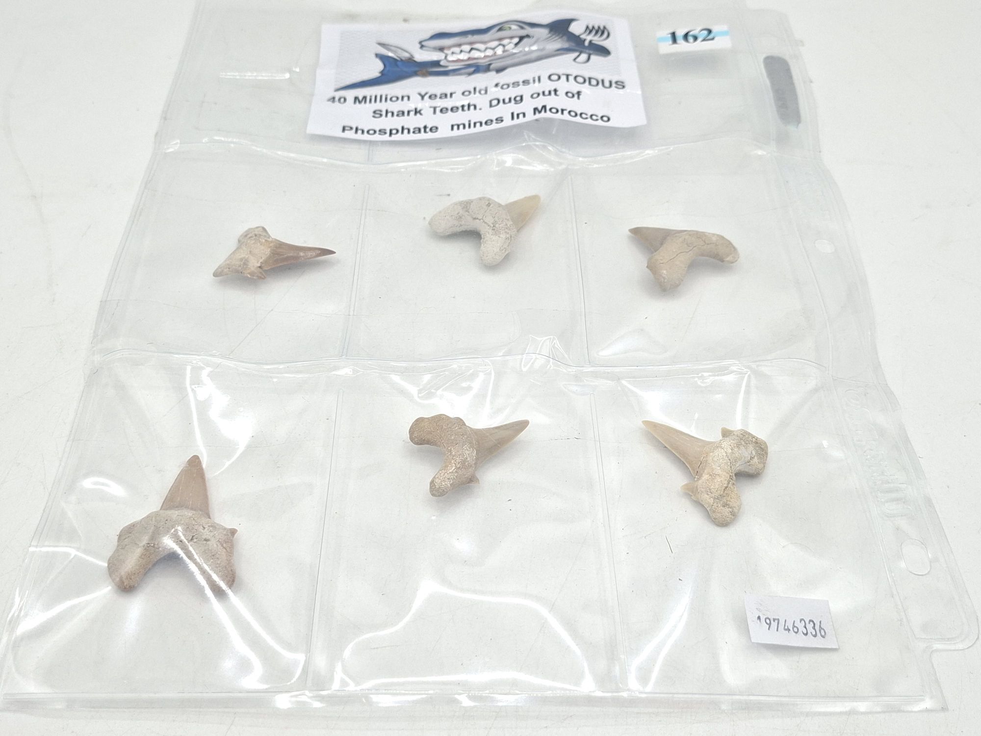 SHARK TEETH