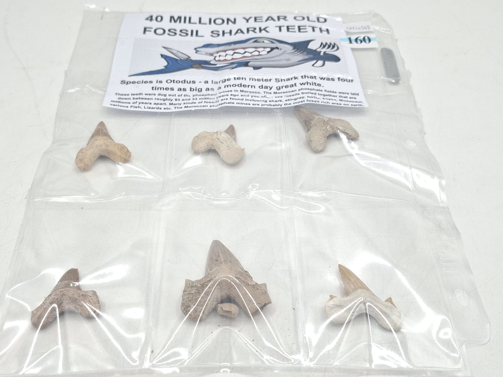 SHARK TEETH