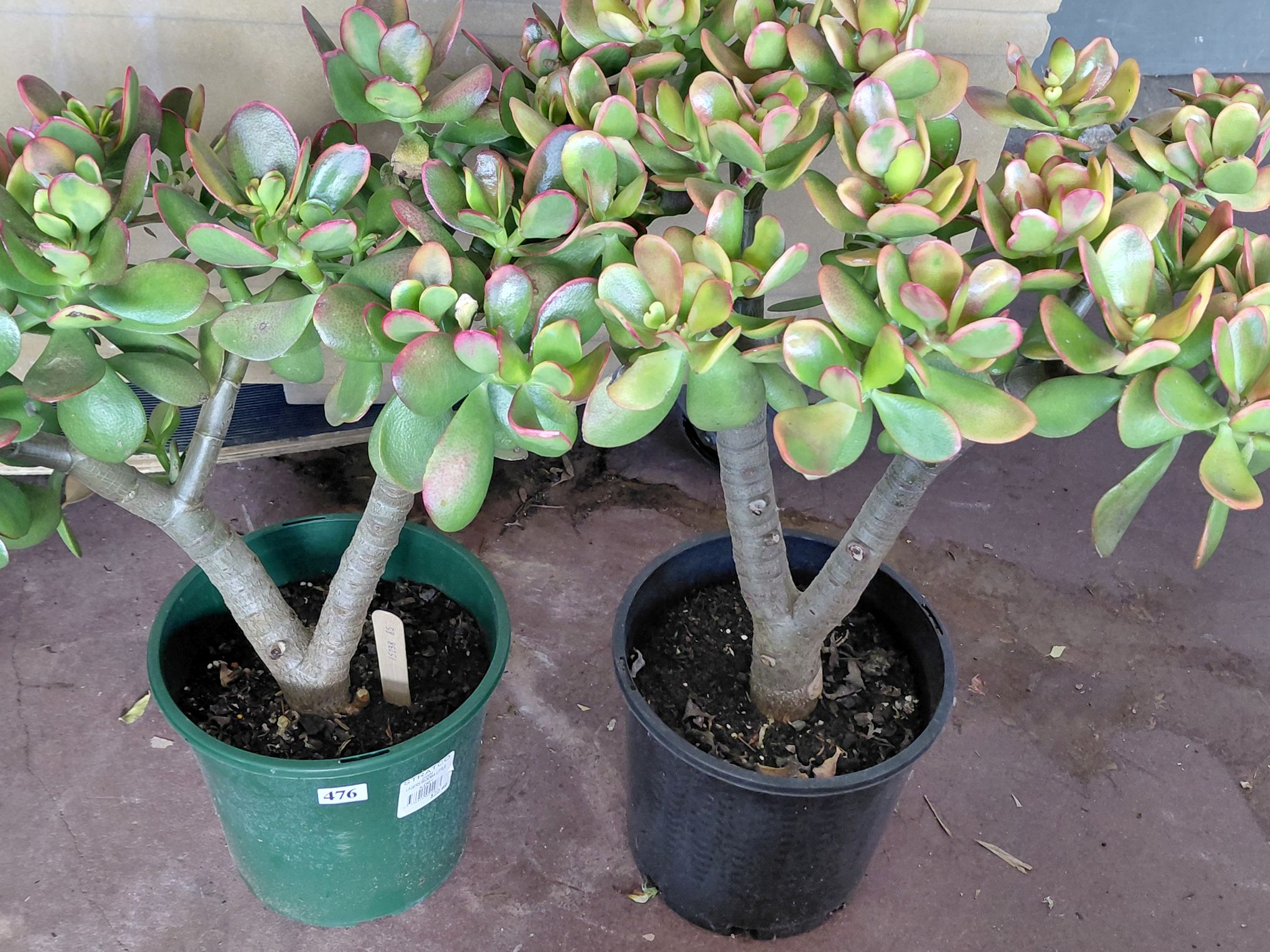 476 · JADE SUCCULENTS