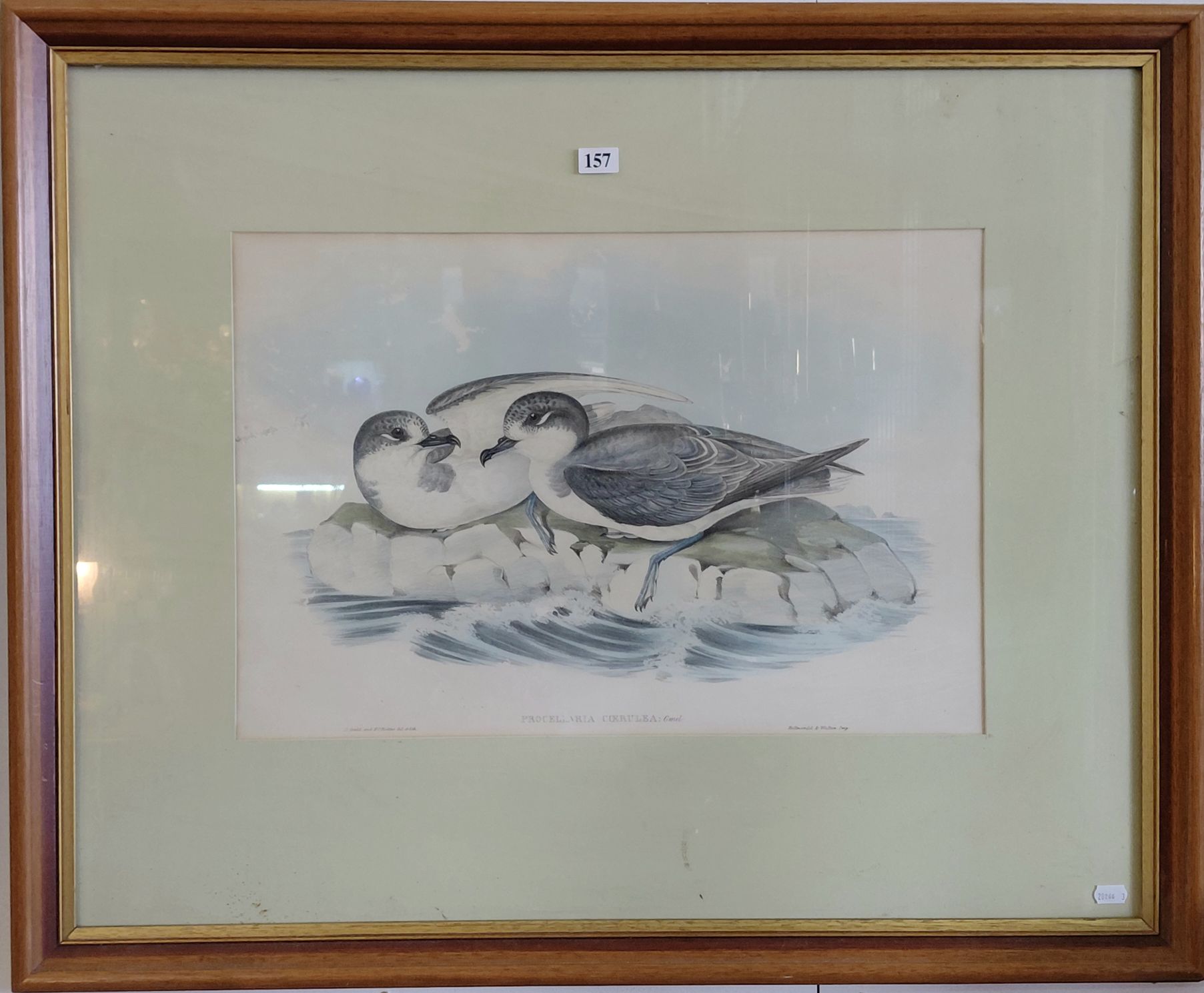 157 · JOHN GOULD