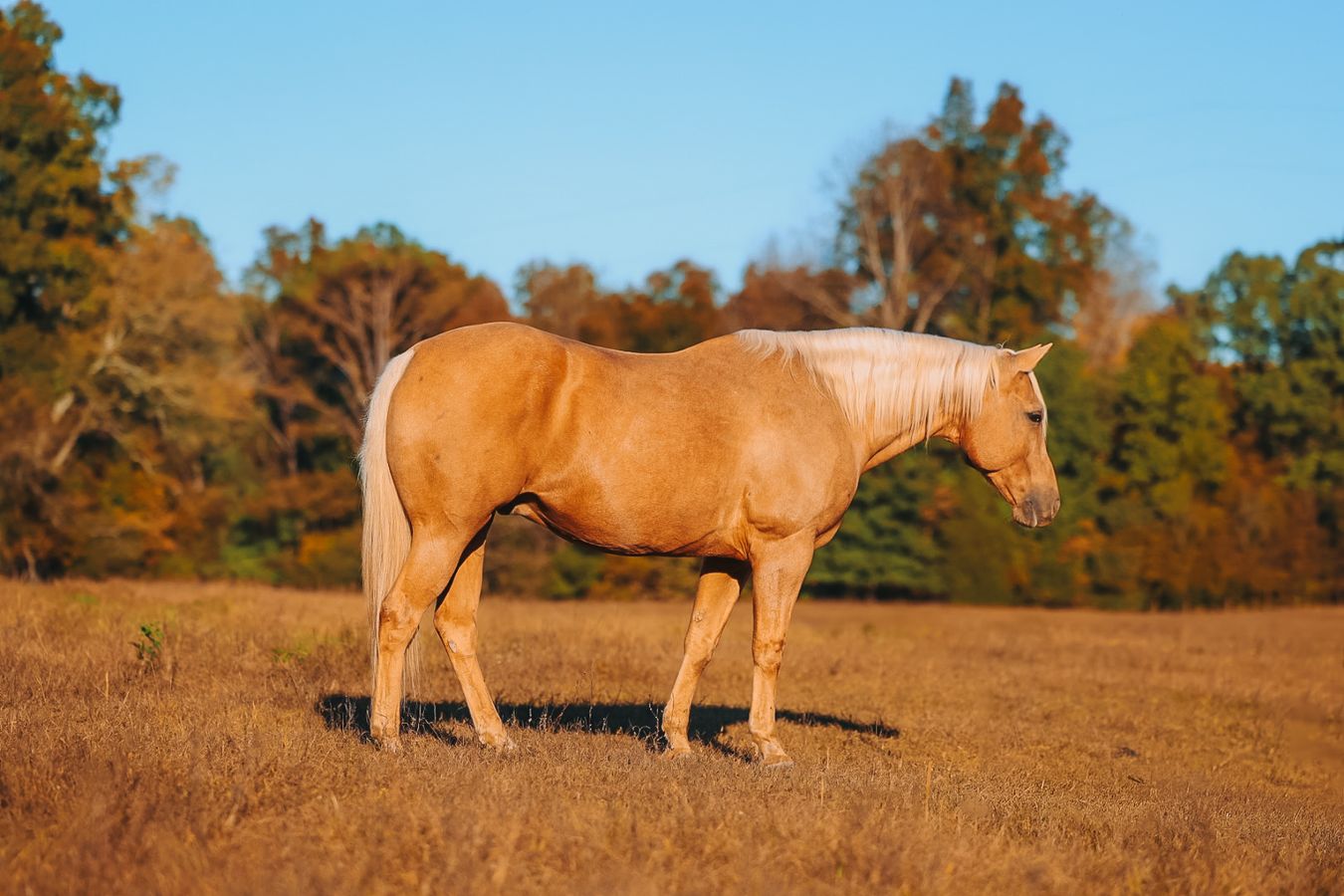 HOLLYWOOD | Horse Bid, LLC