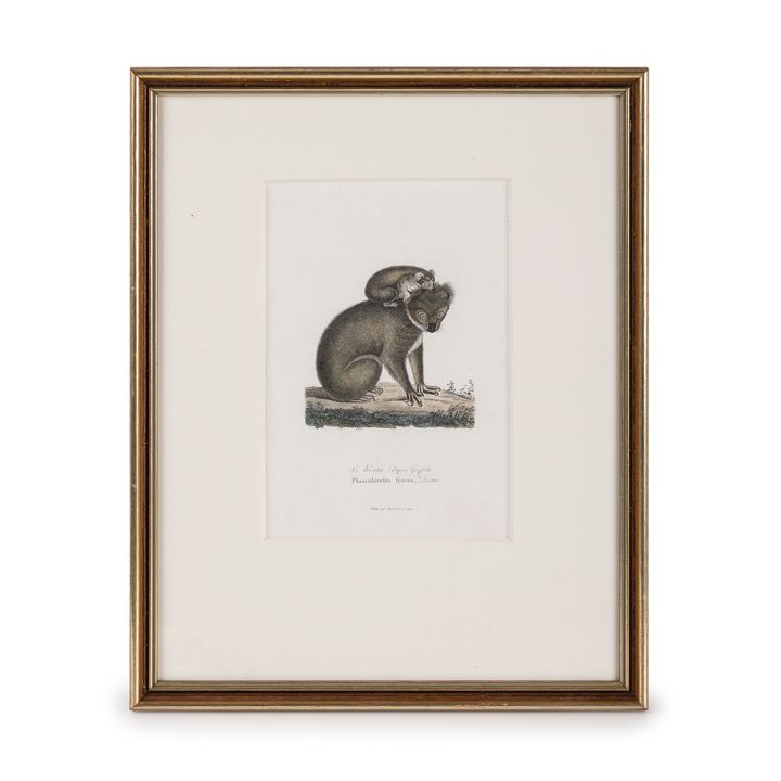 Series of Varied Engravers, Koala with Young, 1840,