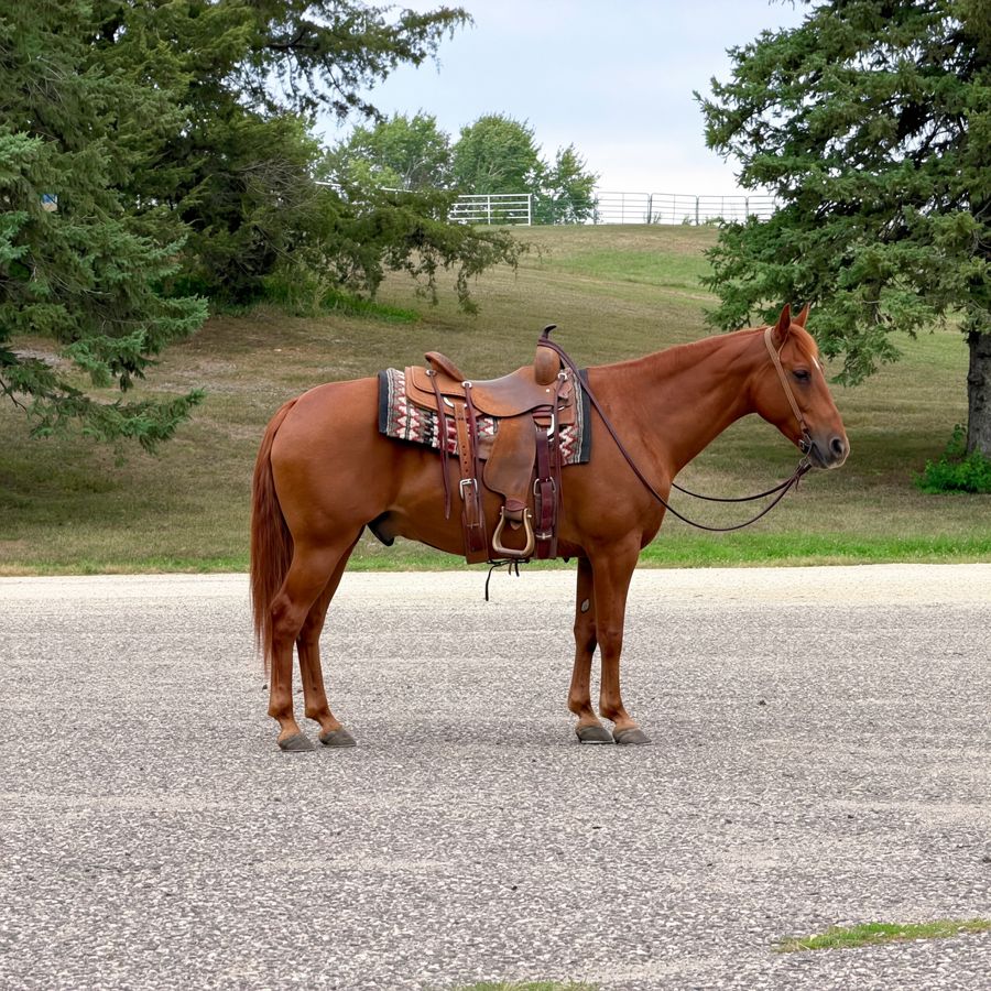 SAMPSON | Horse Bid, LLC