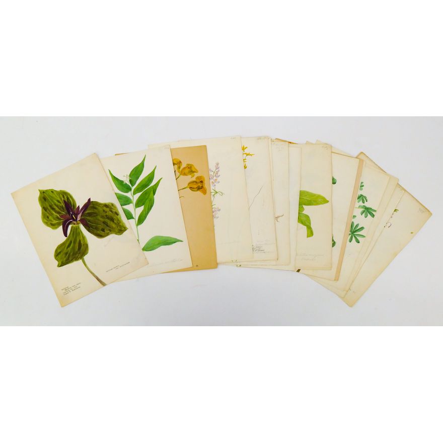20pc Antique Botanical Study Watercolors 12''x9''