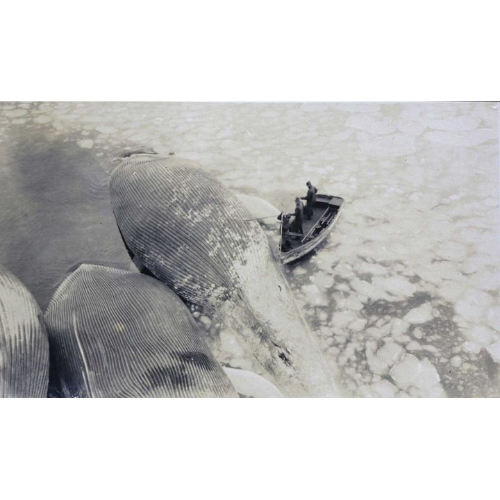 PHOTOGRAPH ALBUM – WHALING - The 'C.A. Larsen'