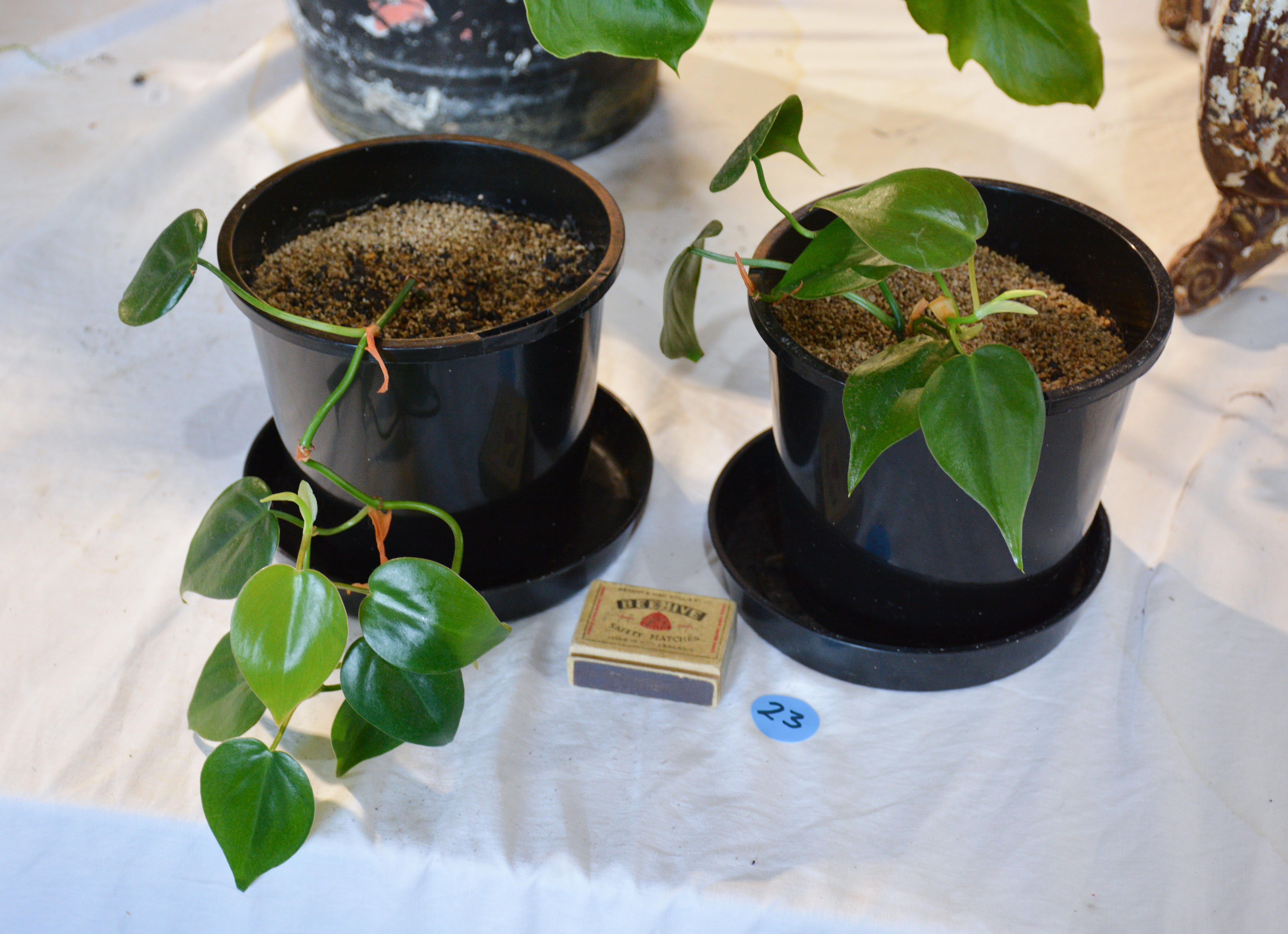 Philodendron Plant in Black Plastic Pots x 2 — sold at auction in New Zealand for $15